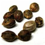 Семена марихуаны АК-47  (Seeds AK-47) в Данилове